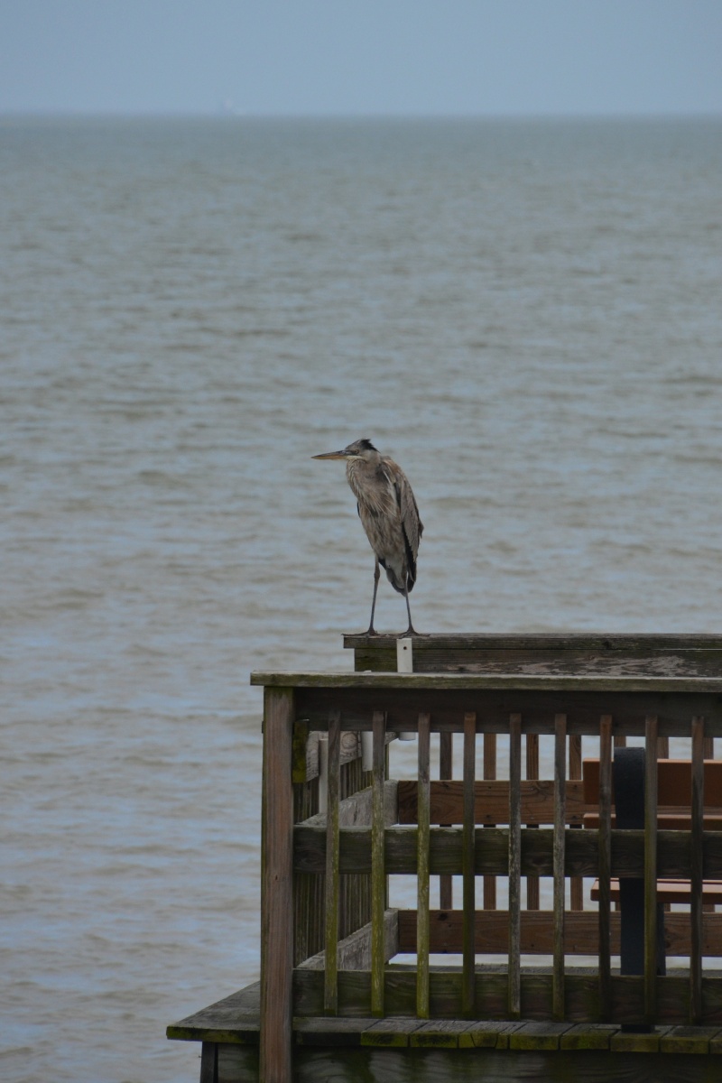 C Great Blue Heron 8359