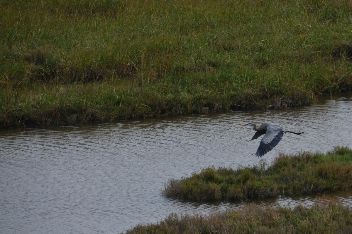 C Great Blue Heron 8376