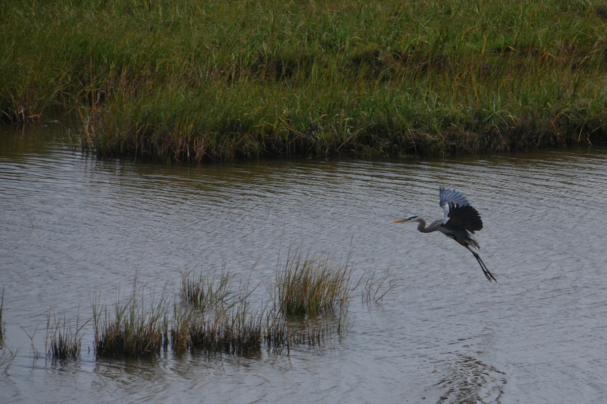C Great Blue Heron 8385