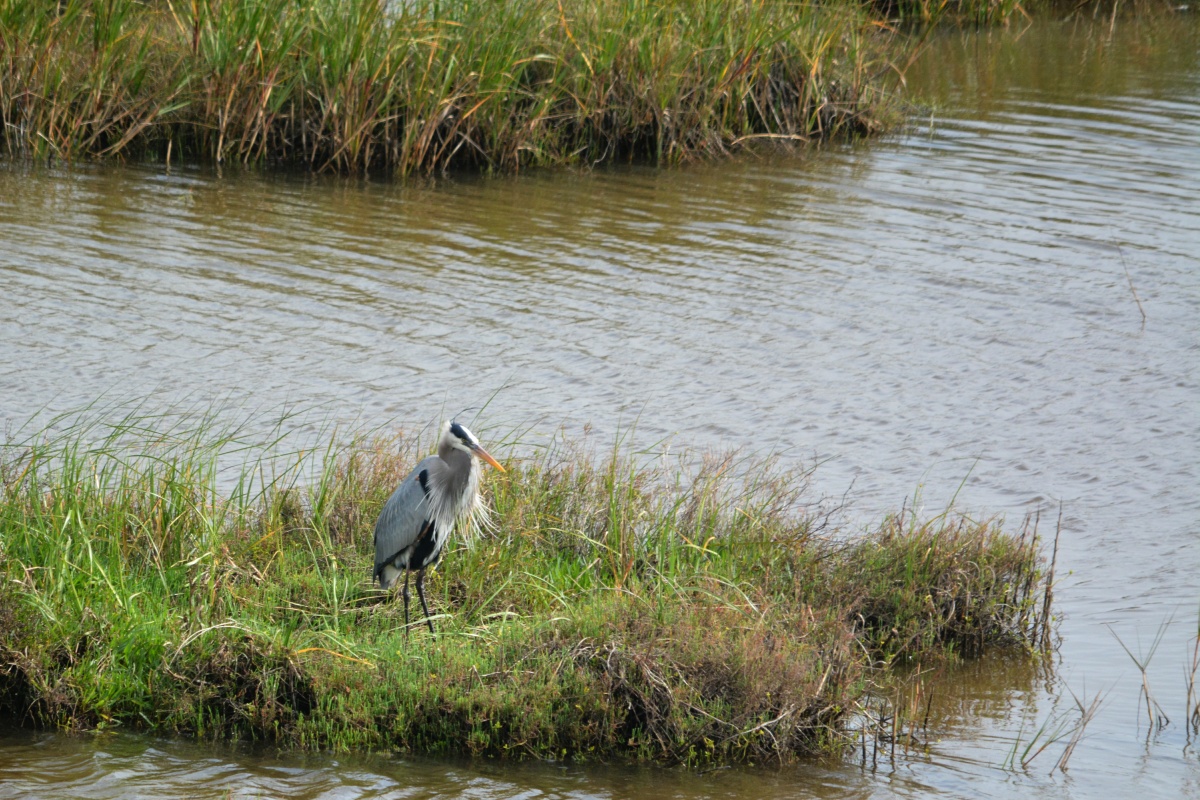 C Great Blue Heron 85218