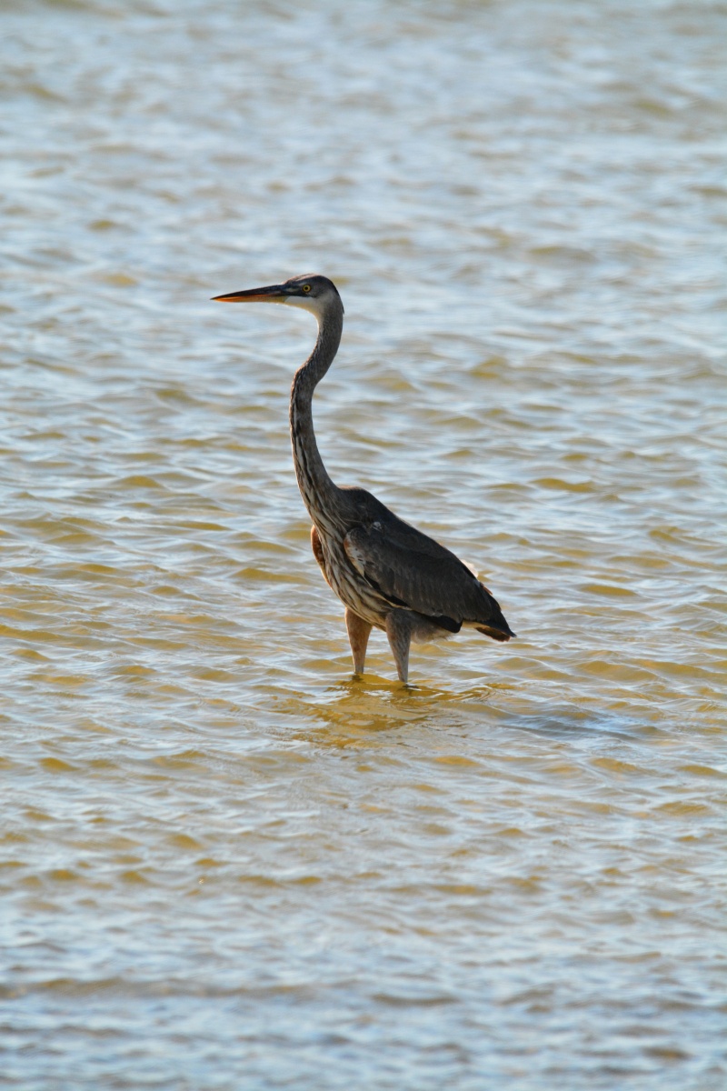 C Little Blue Heron 4983