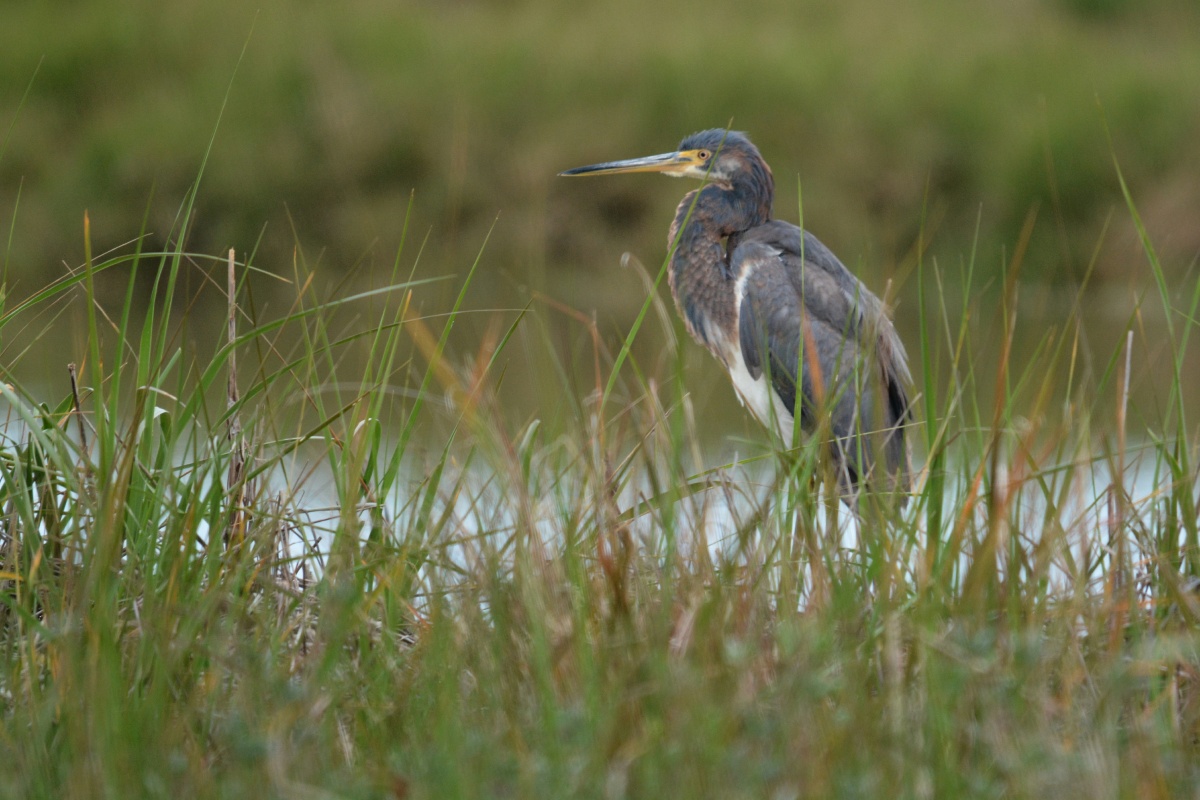 C Little Blue Heron 5124