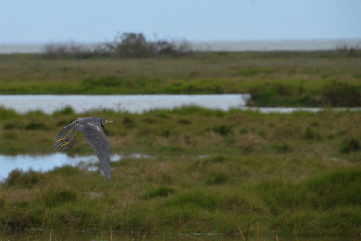 C Little Blue Heron 8299