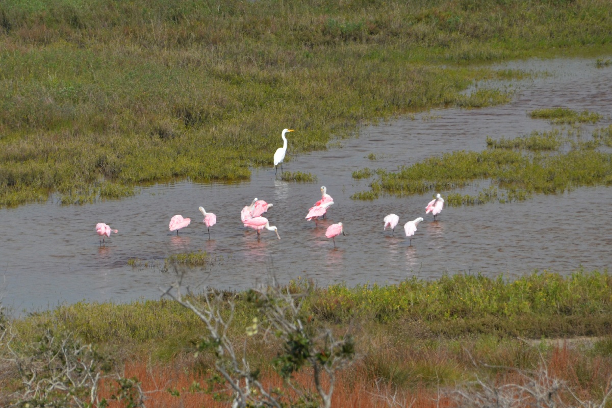 C Roseate Spoonbill 8408