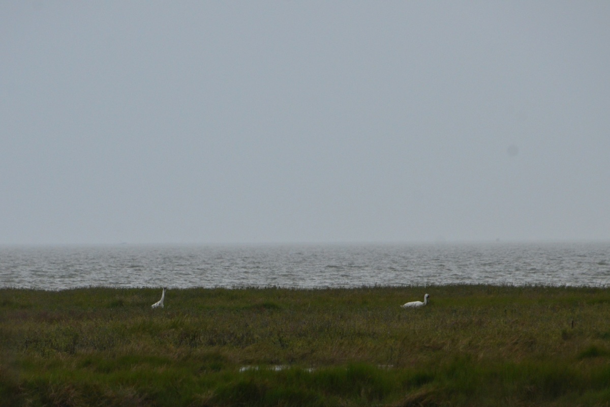 C Two Whooping Crane 8317