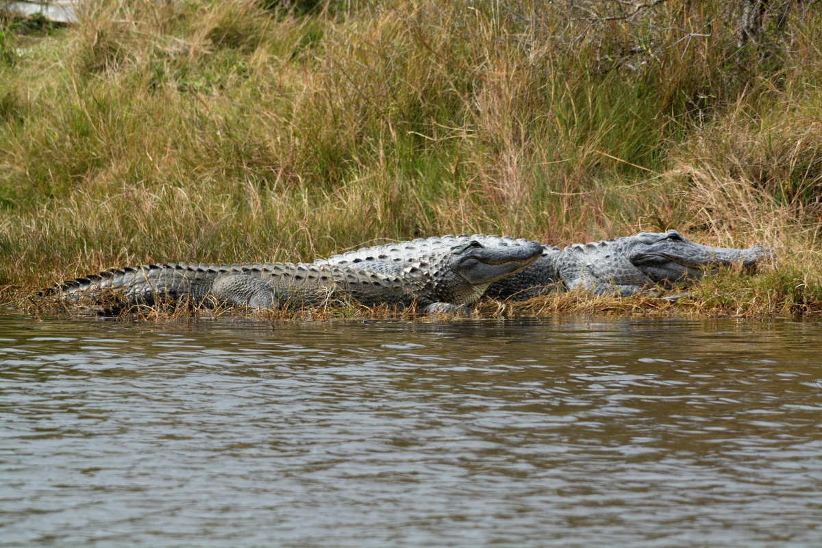 C Two alligators 5185