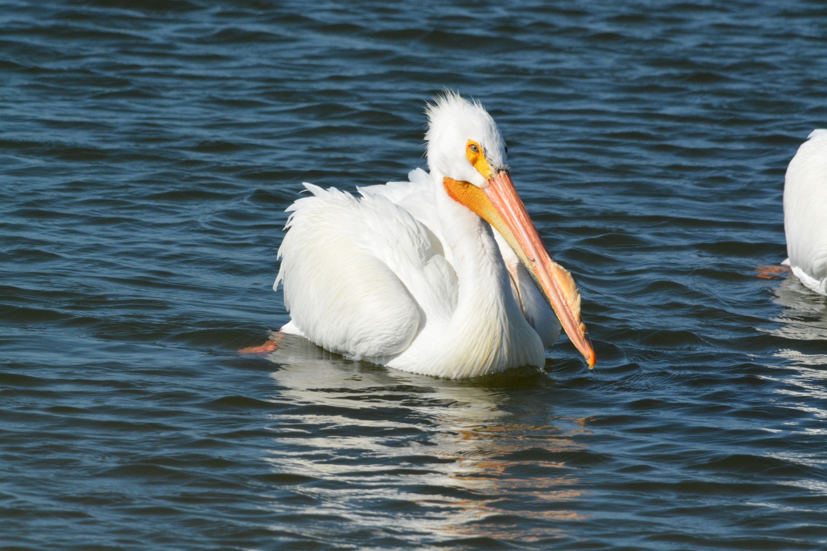 C White Pelican 4998