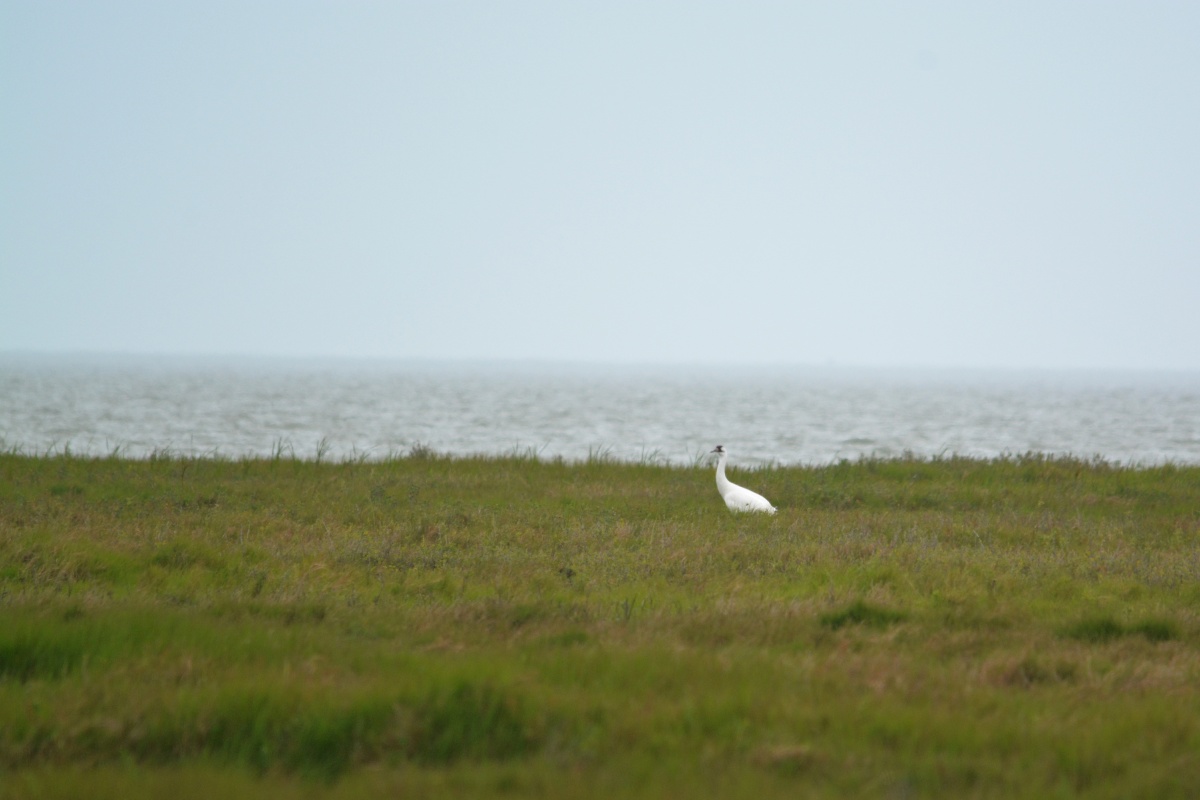 C Whooping Crane 5139