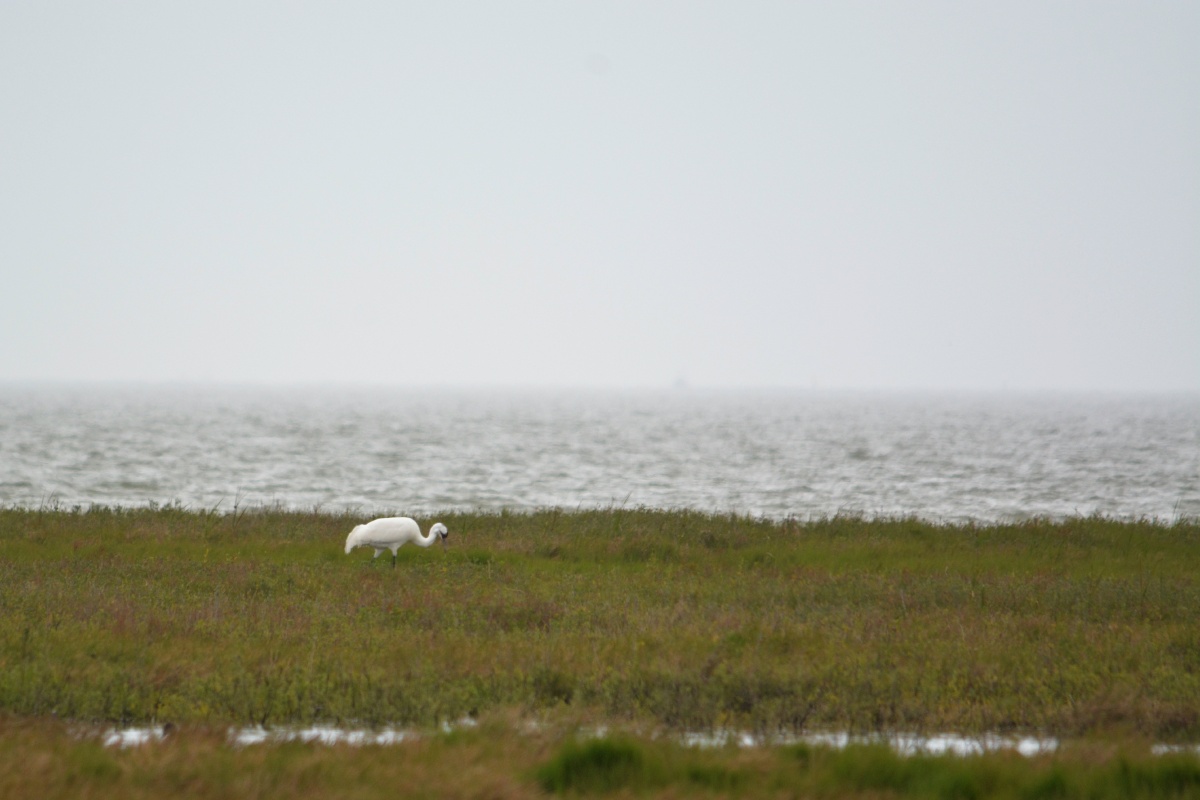 C Whooping Crane 5163