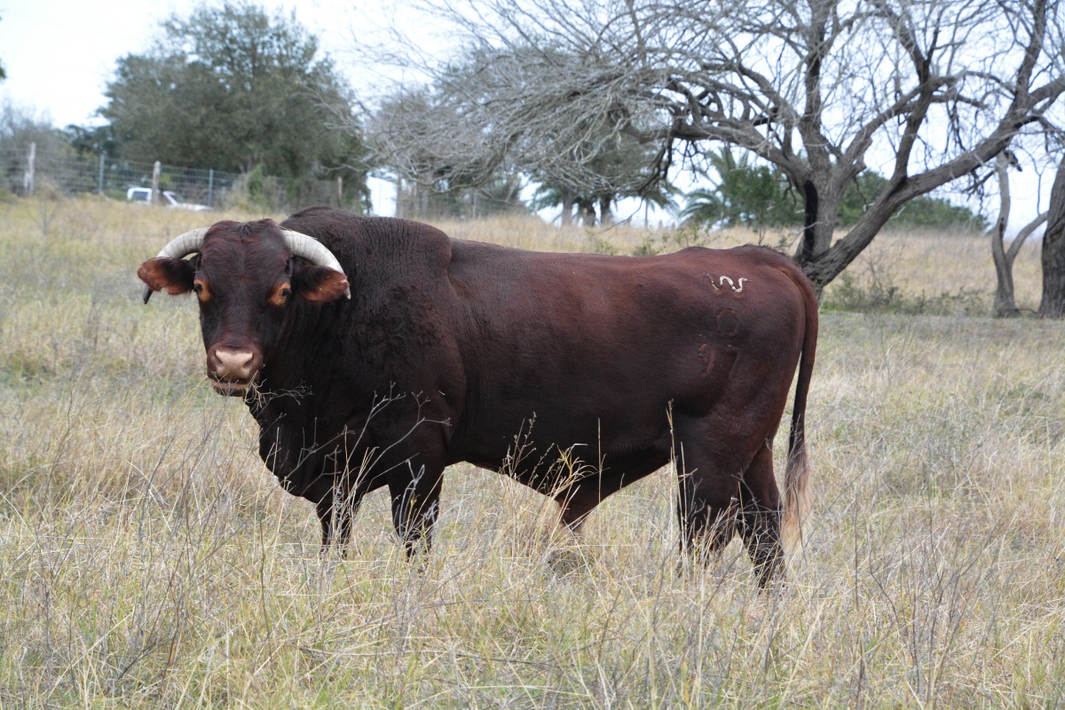 k King Ranch 5043