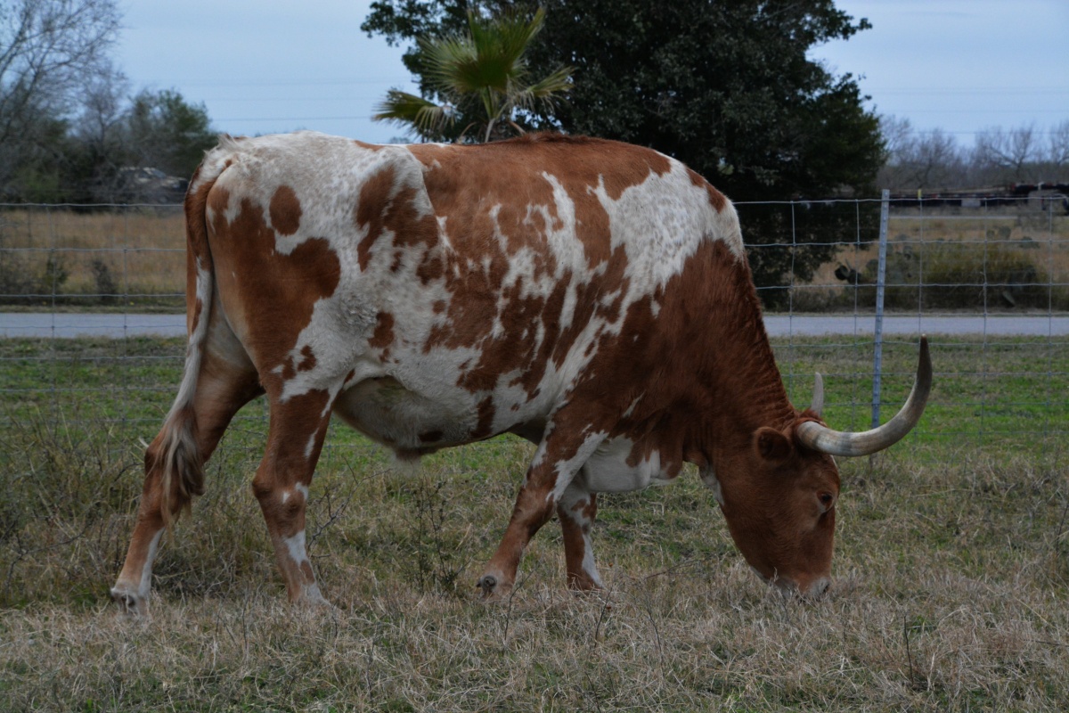 k King Ranch 5050