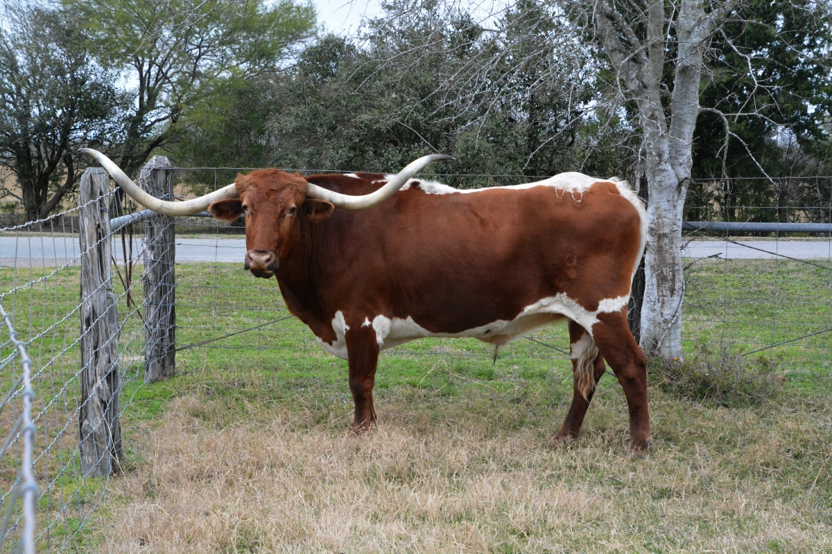 k King Ranch 5052