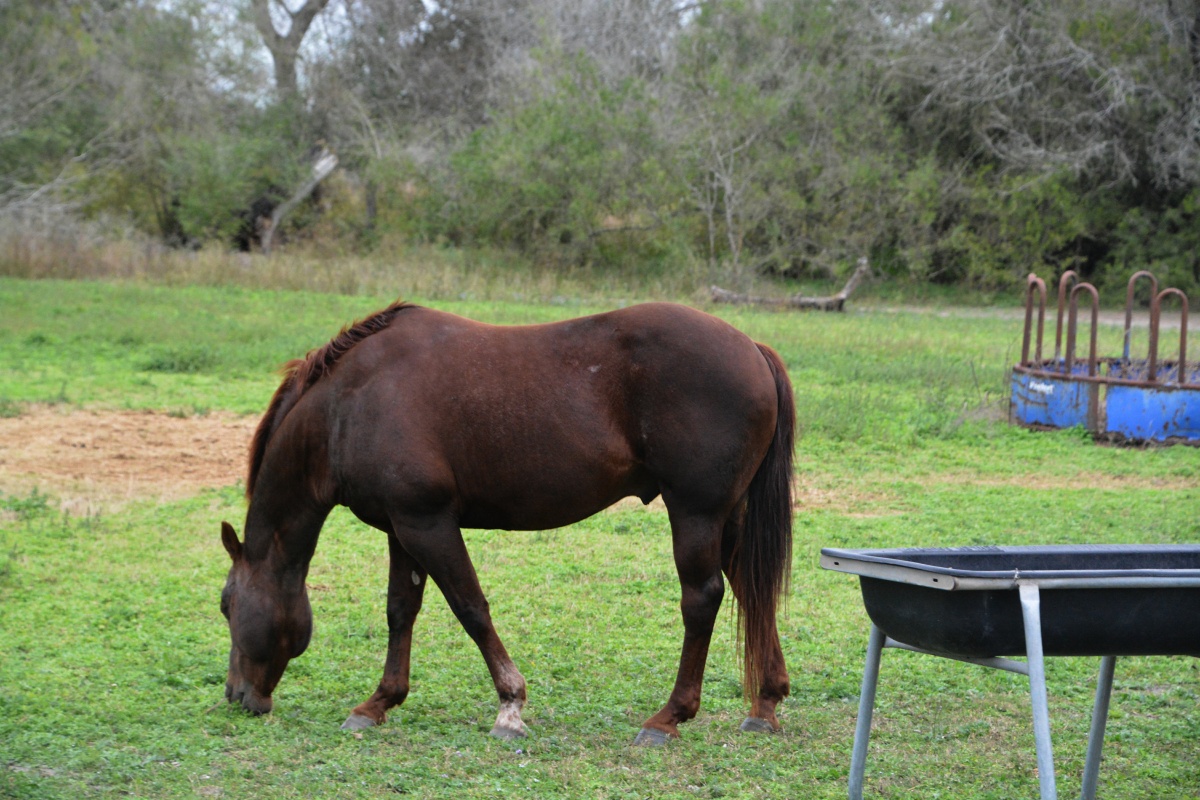 k King Ranch 5066