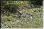 B Lake Corpus Christi SP  Roadrunner 0192