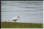 B Lake Corpus Christi SP White Ibis 5290