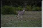 B Lake Corpus Christi SP White Tail Deer 8259