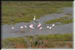 C Roseate Spoonbill 8408