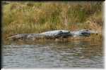 C Two alligators 5185