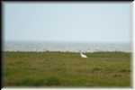 C Whooping Crane 5139