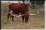 k King Ranch 0198