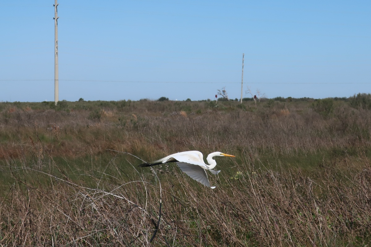 B Galveston Island State Park 0383
