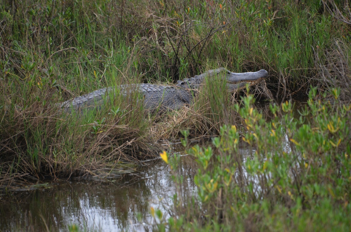 E Alligator