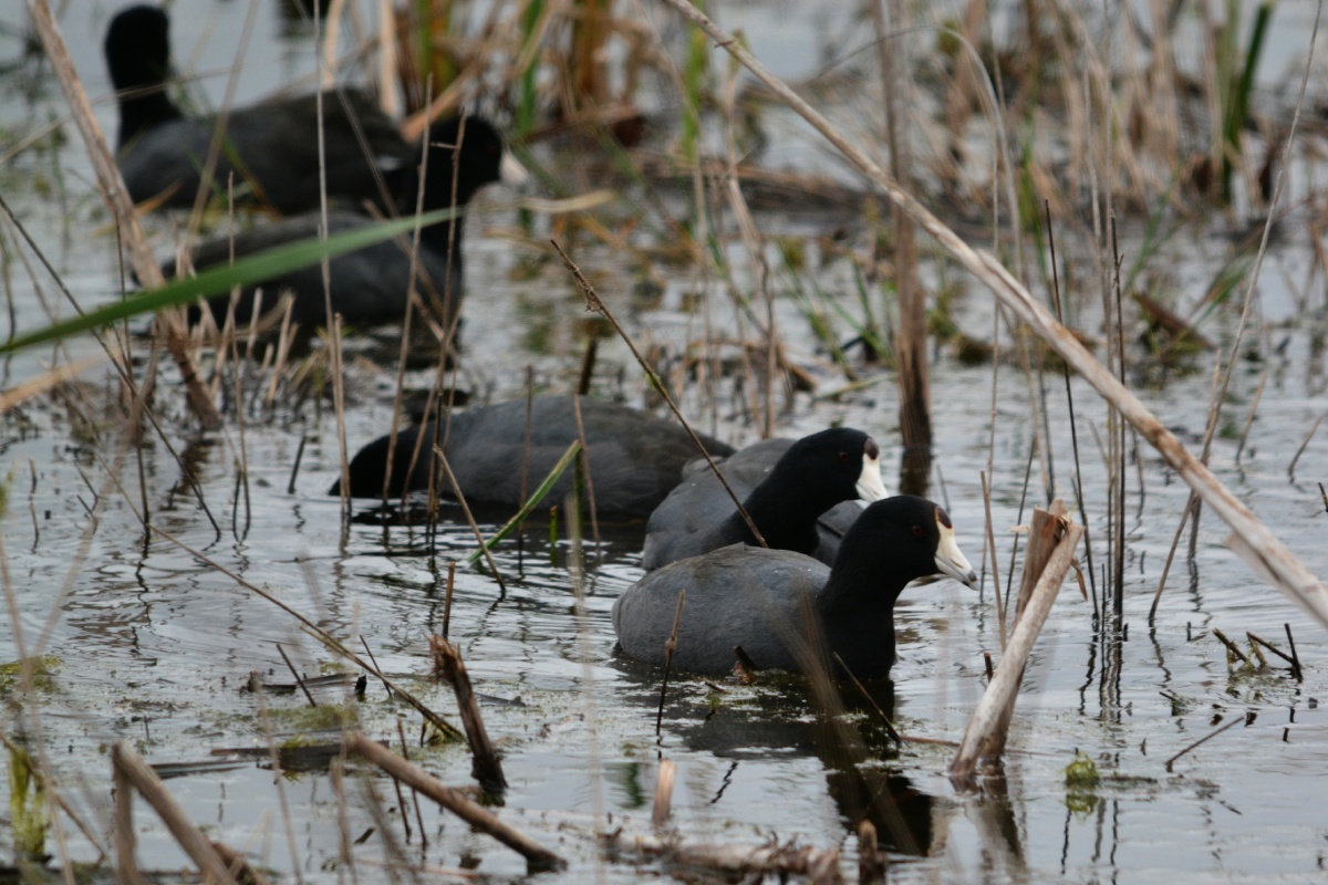 E American Coot