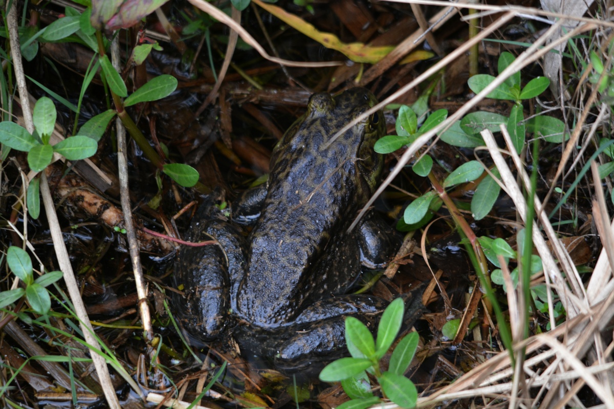 E Bull Frog