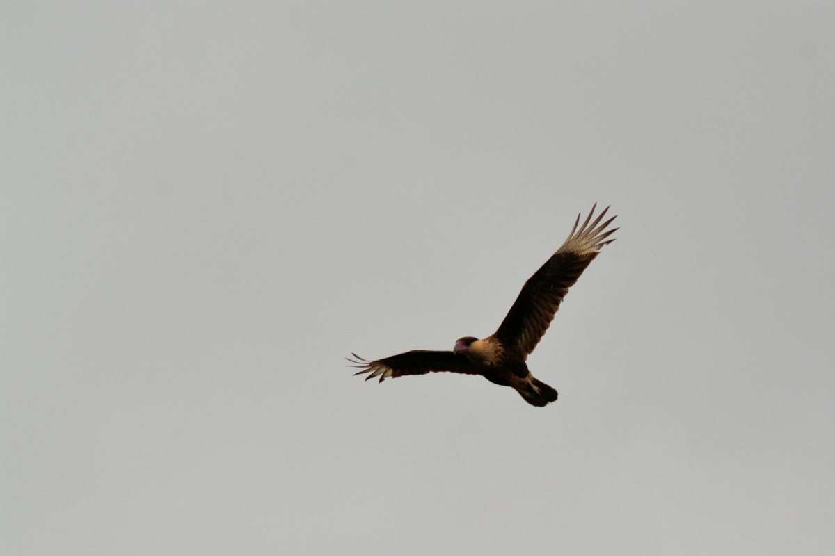 E Crested Caracara