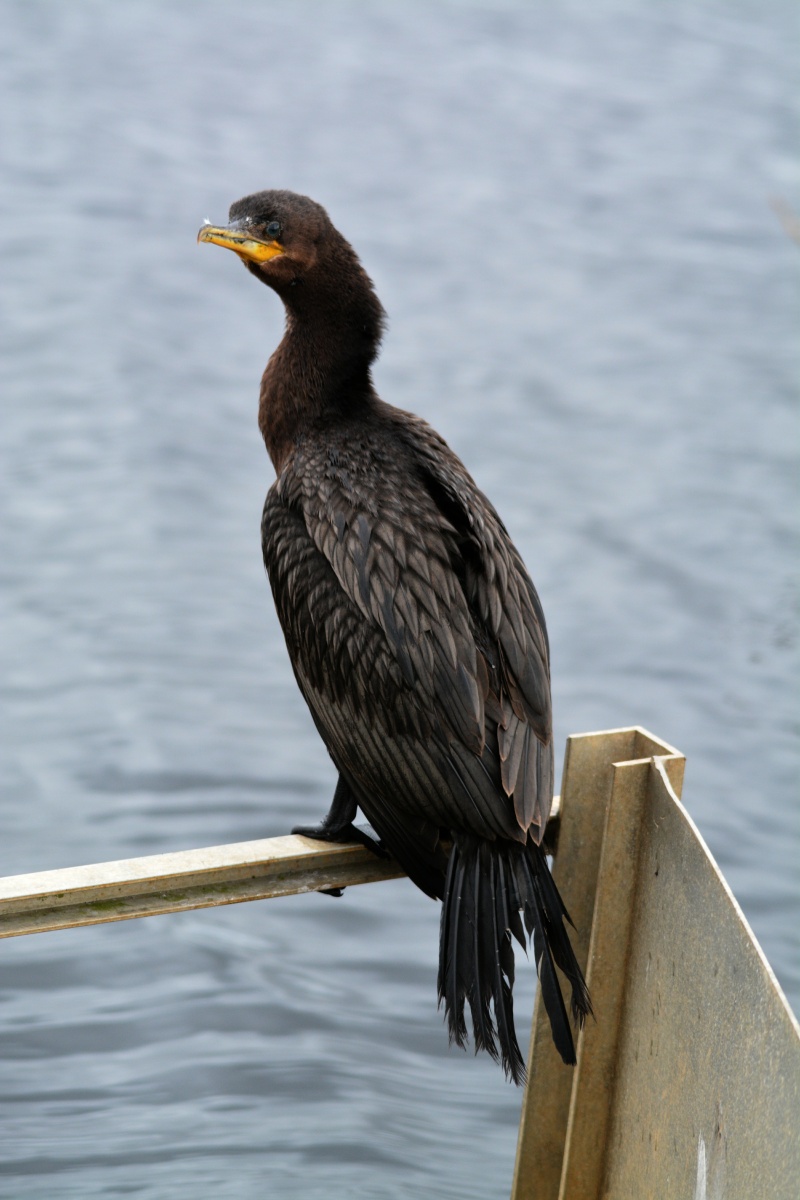 E Double-Crested Cormorant