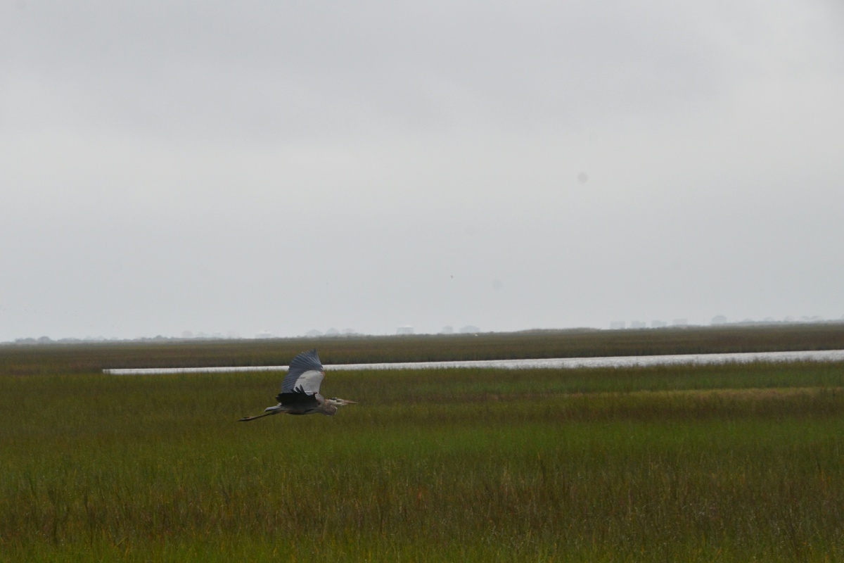 E Great Blue Heron