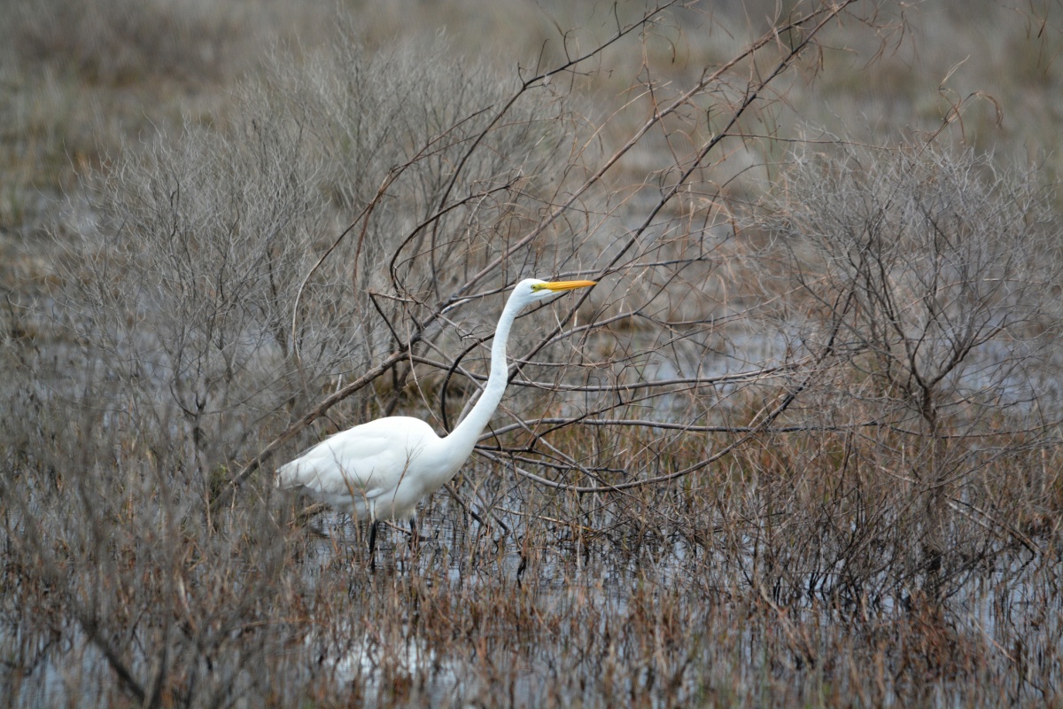 E Great Egret