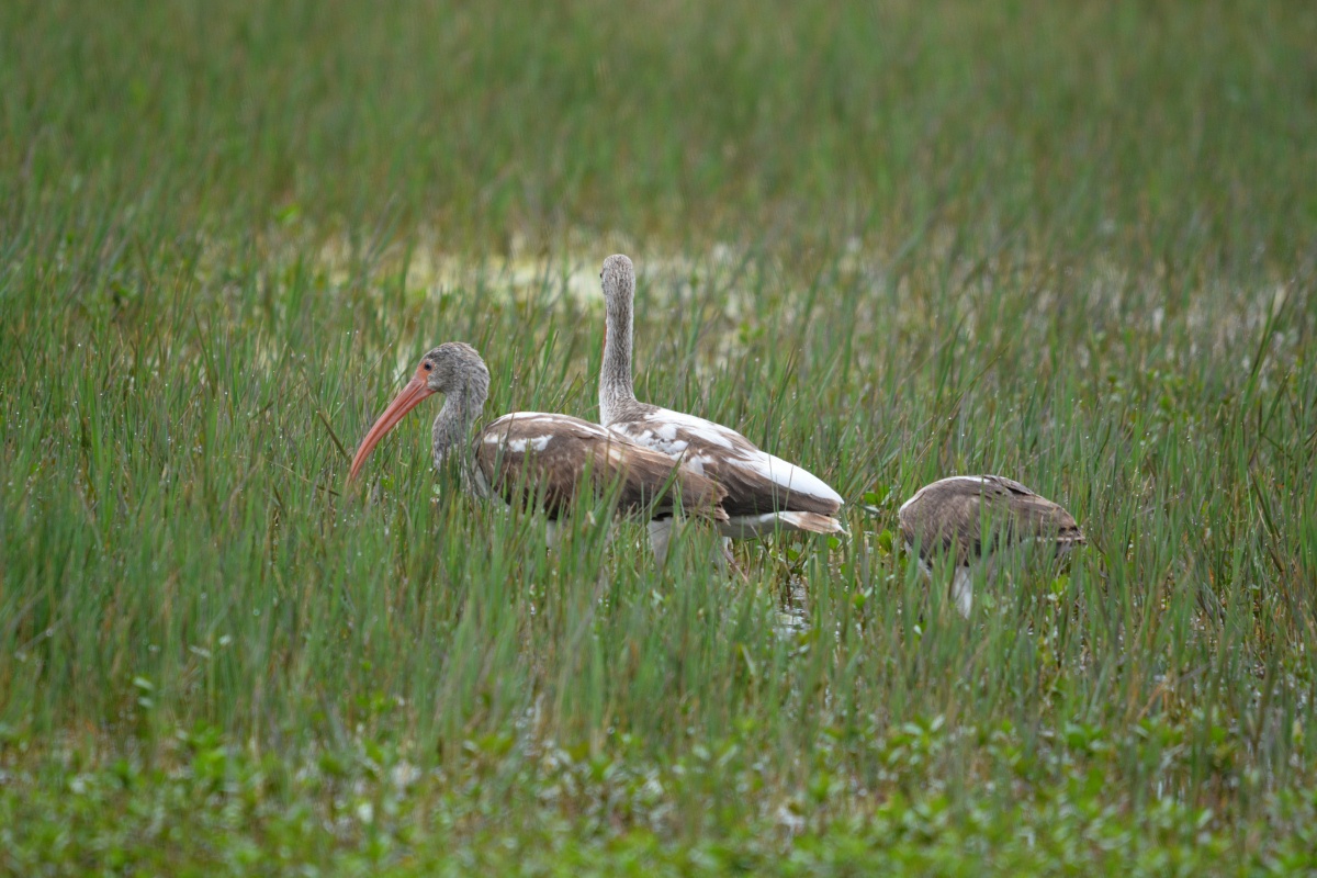 E Ibis
