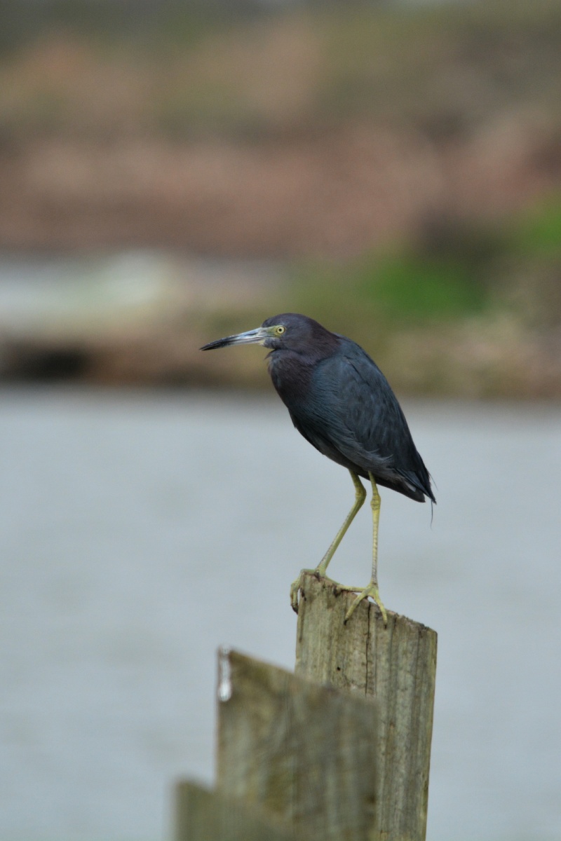 E Little Blue Heron