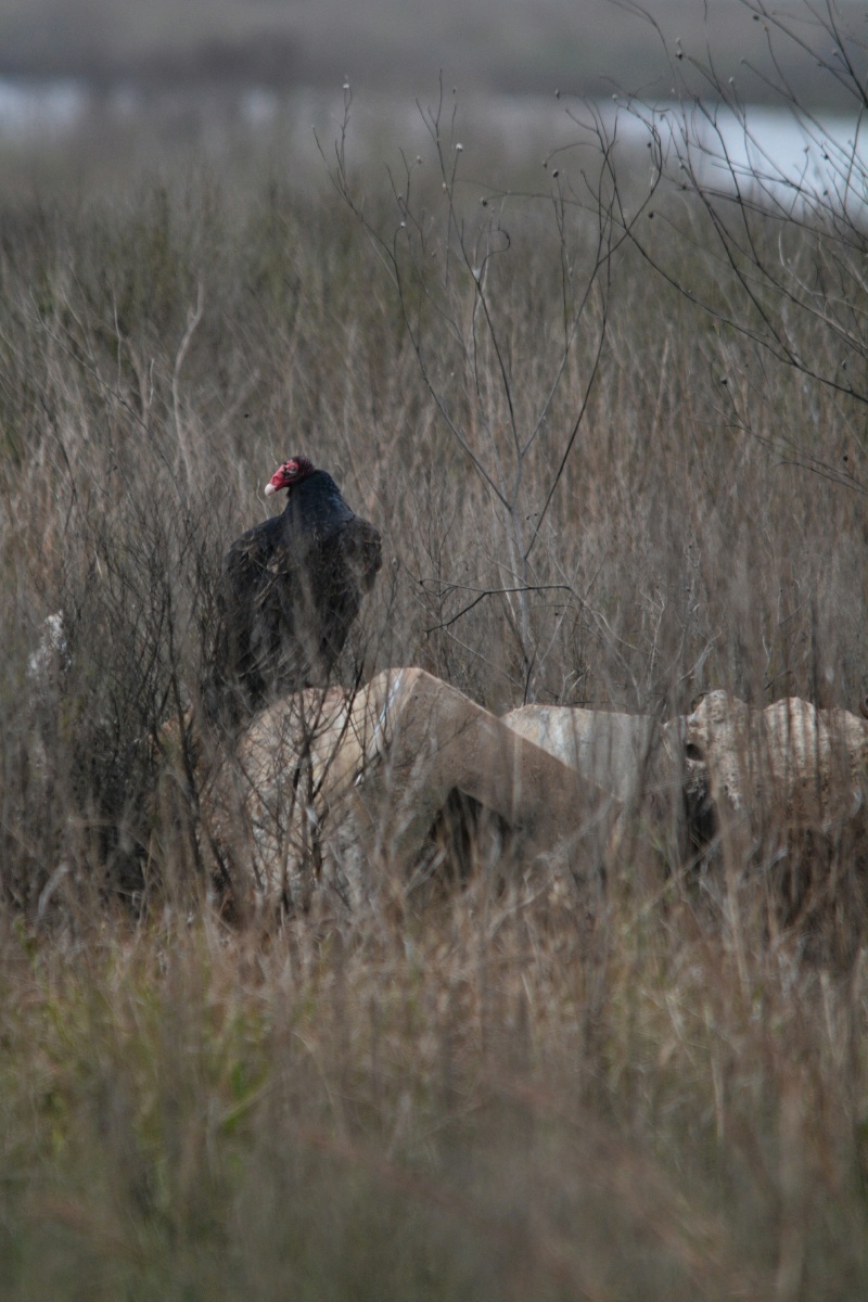 E Turkey Vulture
