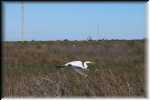 B Galveston Island State Park 0383