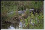 E Alligator