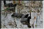 E American Coot