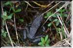 E Bull Frog