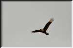 E Crested Caracara