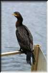 E Double-Crested Cormorant