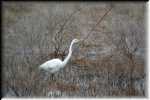 E Great Egret