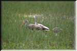 E Ibis