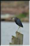 E Little Blue Heron