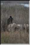 E Turkey Vulture