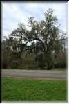 B IMG_0535