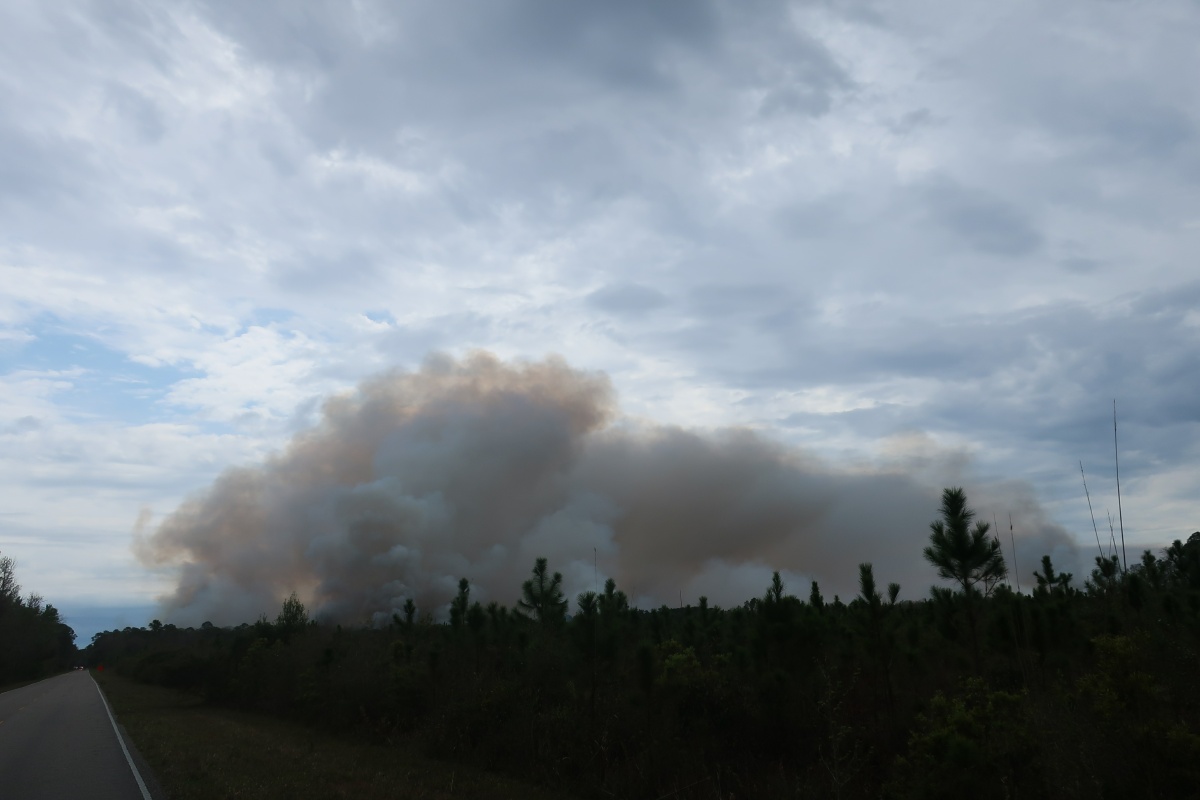 H St. Mark National Wildlife Refuge forest fire 0788