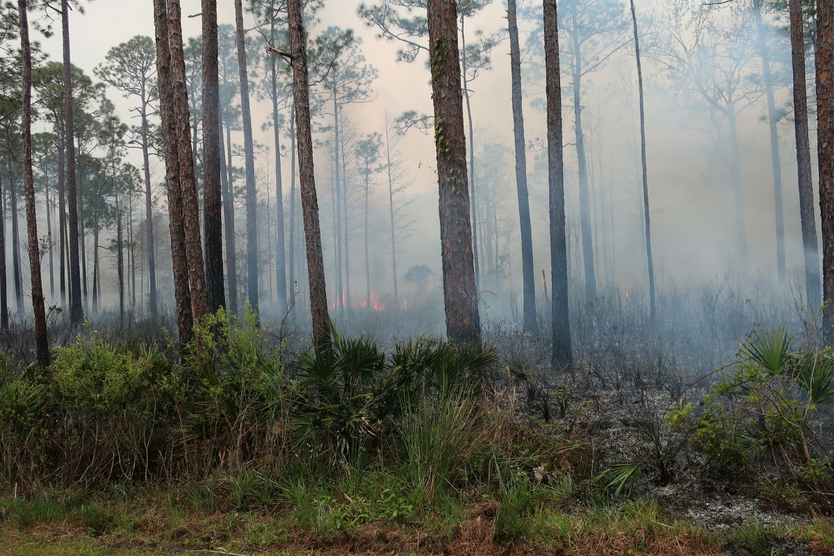 H St. Mark National Wildlife Refuge forest fire 0793