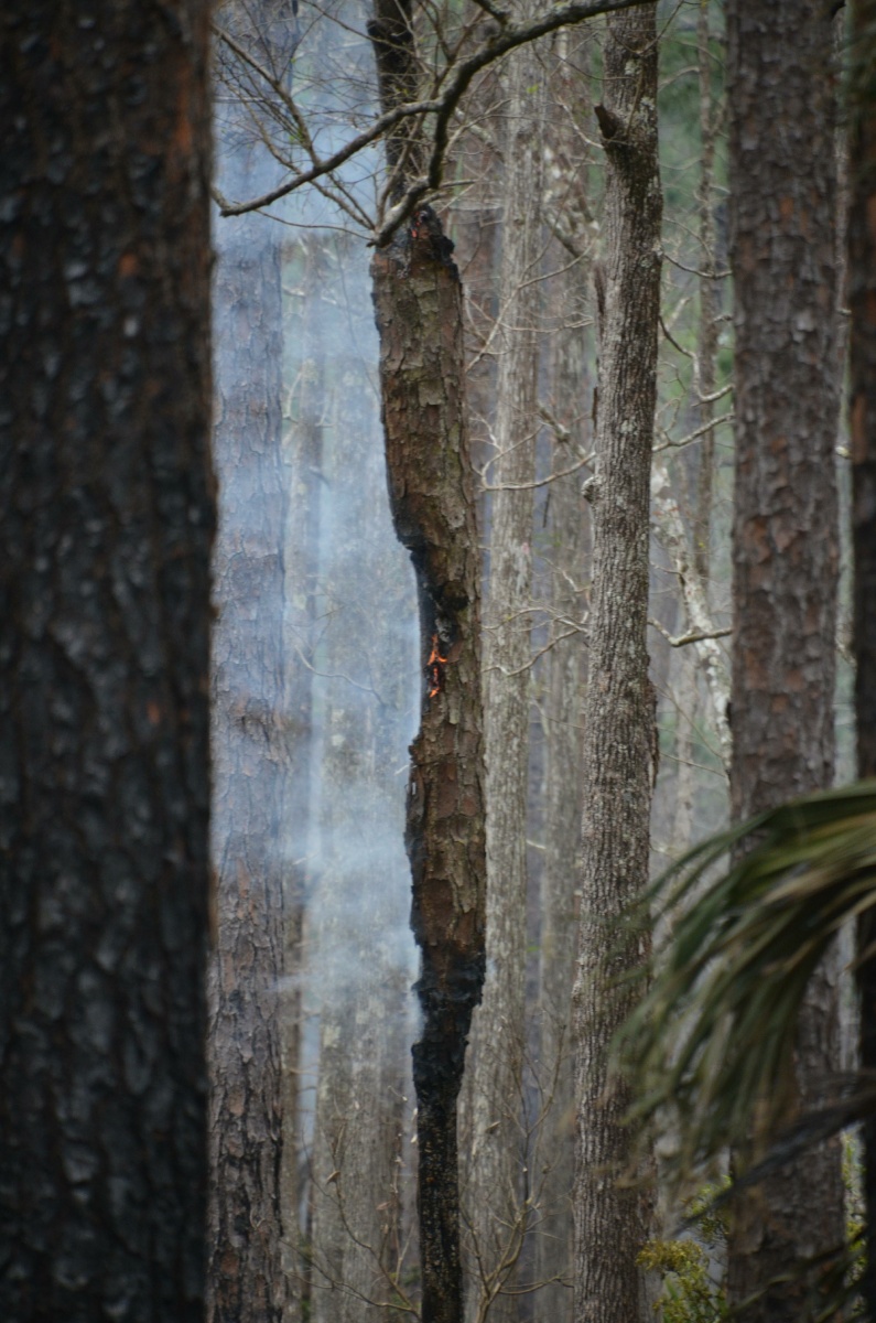 H St. Mark National Wildlife Refuge forest fire 9381