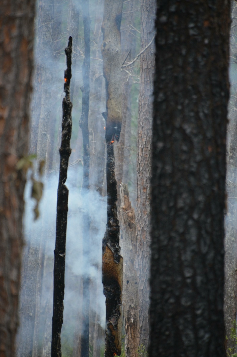 H St. Mark National Wildlife Refuge forest fire 9382